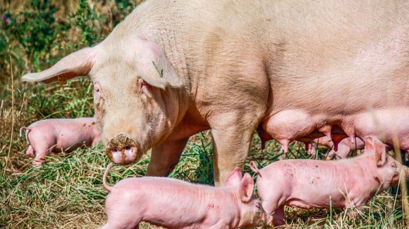 Une Vingtaine De Projets De Porcs Bio En Bretagne | Journal Paysan Breton