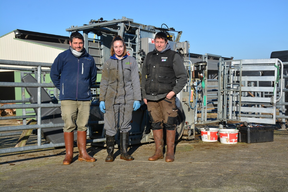 Un troupeau viande avec des parages réguliers Journal Paysan Breton