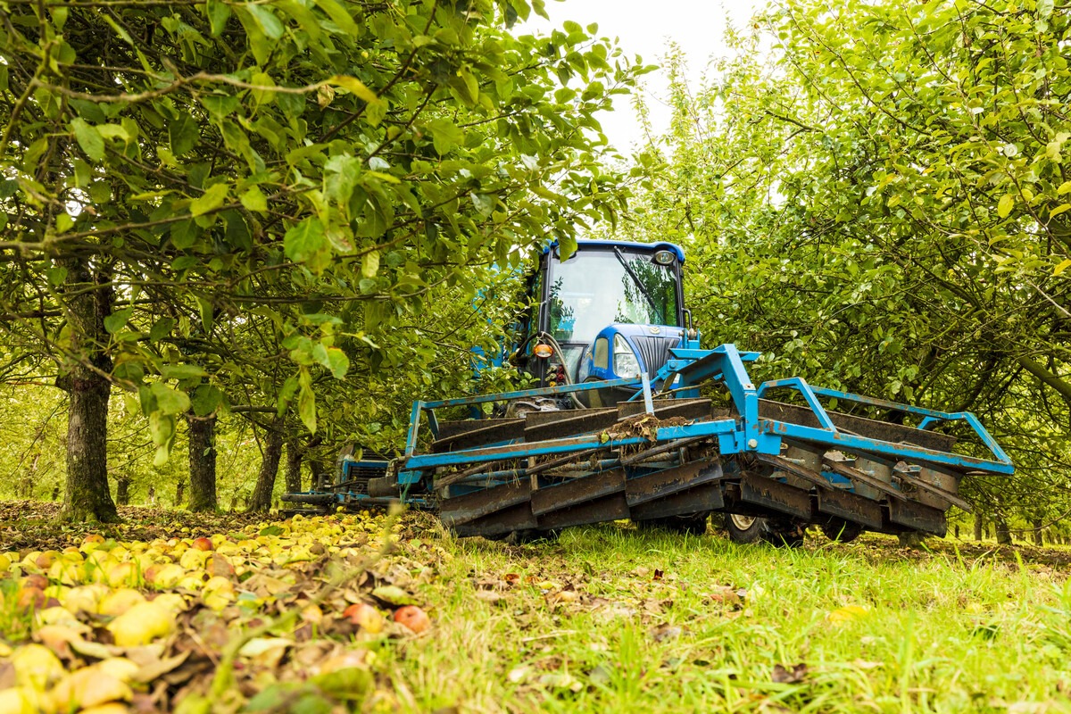 Diversifier son revenu grâce aux pommes Journal Paysan Breton