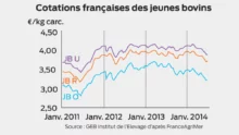 marche-europeen-cours-jeune-bovin