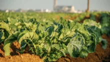 legume-FMSE-choux-fleurs