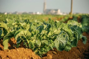 legume-FMSE-choux-fleurs