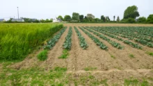 brocolis-legumes-engrais-vert-trefle-blanc