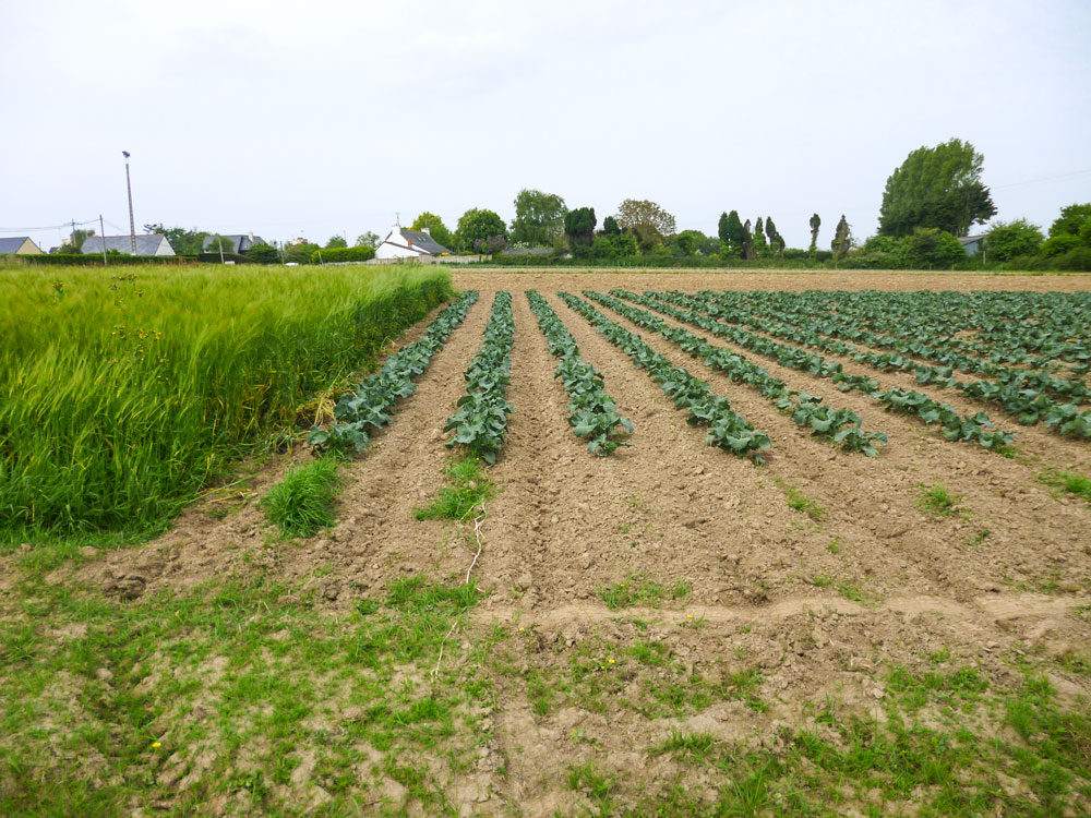 brocolis-legumes-engrais-vert-trefle-blanc - Illustration Trèfle blanc sous couvert, excellent engrais vert pour les légumes