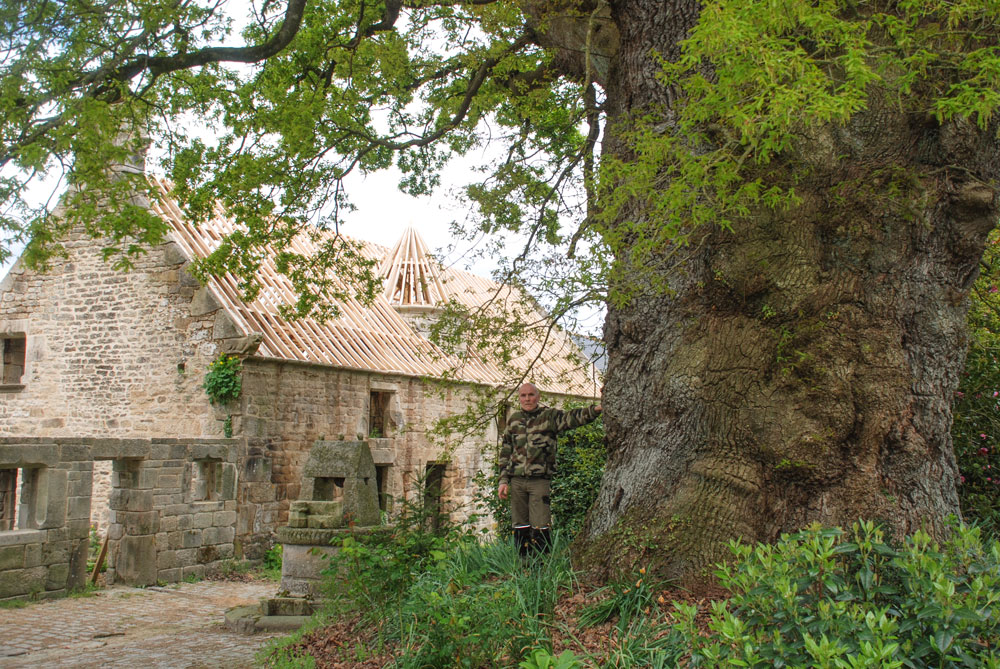 chene-concours-arbre - Illustration Le vieux chêne de Kerverné sera t-il l’arbre du concours 2015 ?