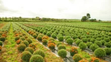 fleurs-france-label-horticulture