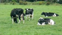 reseau-agriculture-durable-vaches