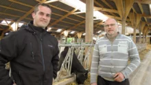 vache-triskalia-production-laitiere