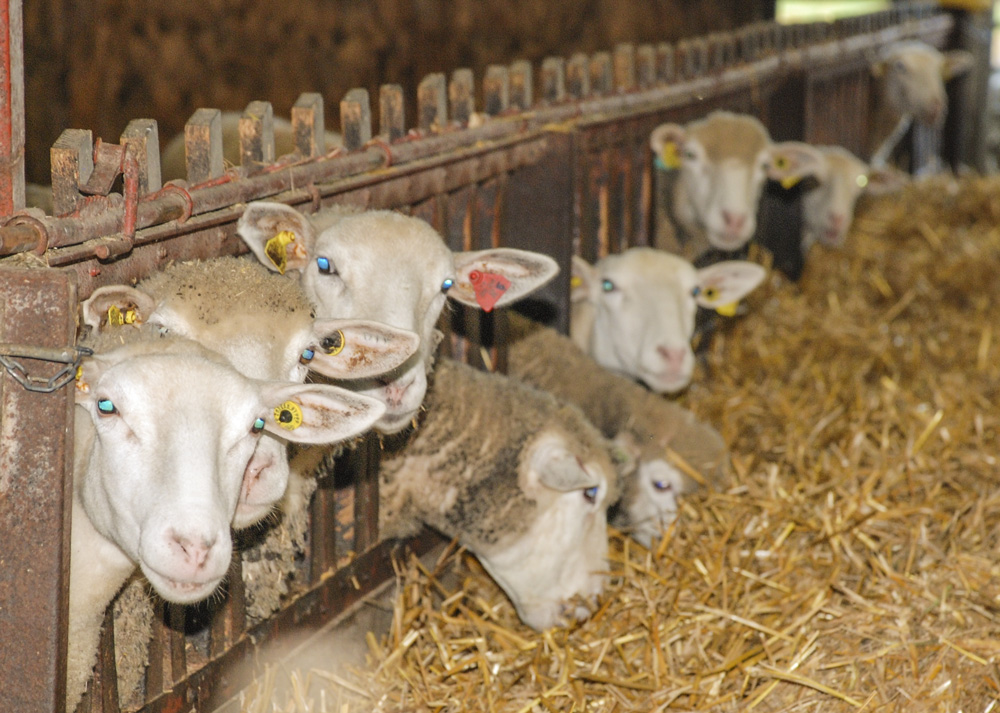 aide-pac-ovin-chevrette - Illustration PAC : notifier les remplacements par les agnelles et chevrettes