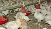 aviculture-consommation-gaz