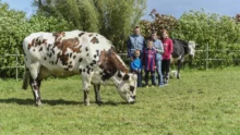 famille-le-marchand-race-normande