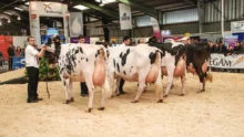 foire-de-rennes-prim-holstein