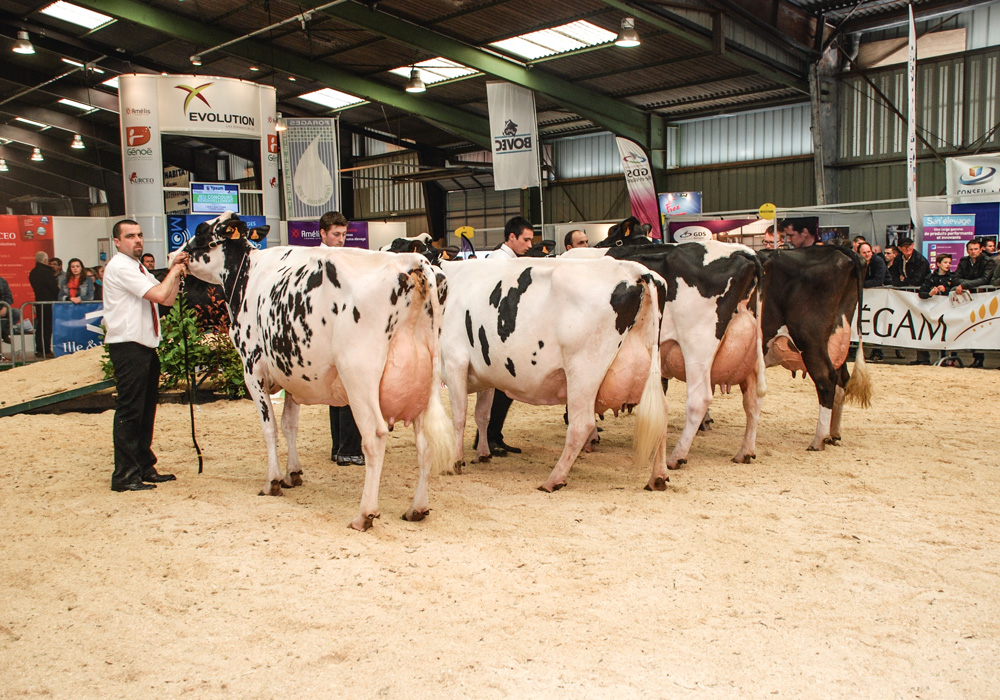 foire-de-rennes-prim-holstein - Illustration La Brune sous les feux de la rampe à la Foire de Rennes