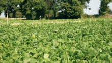 Les 1 800 producteurs des trois organisations de producteurs de l'UOPLI (Cecab, Clal St Yvi, Triskalia) cultivent, en moyenne, 13 hectares de légumes d'industrie