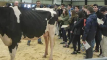 prim-holstein-concours-rennes