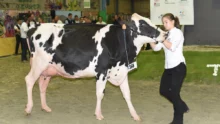 prim-holstein-terralies-saint-brieuc-2015