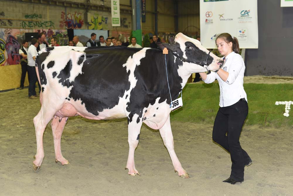 prim-holstein-terralies-saint-brieuc-2015 - Illustration Concours des races laitières aux Terralies