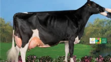 prim-holstein-vache-annee-2014