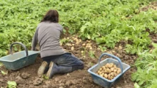 recolte-pomme-de-terre-loguivy-sur-mer-22