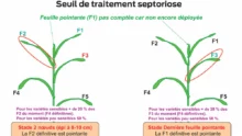 traitement-septoriose