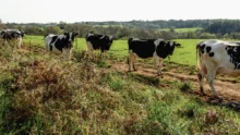 vache-herbe-prim-holstein-paysage