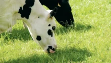 vache-paturage-cout-alimentaire