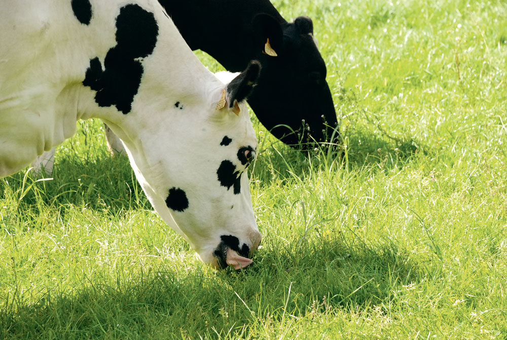 vache-paturage-cout-alimentaire - Illustration Sans-OGM, pâturage, bien-être… Vers plus de différenciation
