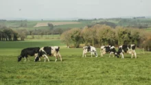 vaches-laitieres-paturage