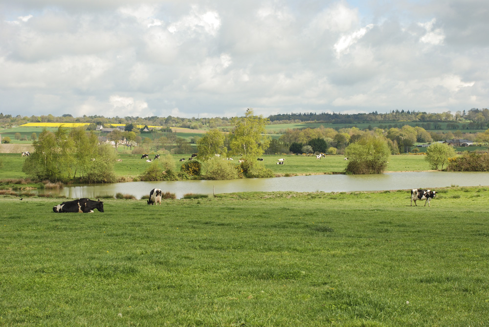 vaches-propriete-agricole - Illustration Les propriétaires veulent augmenter les prix de location