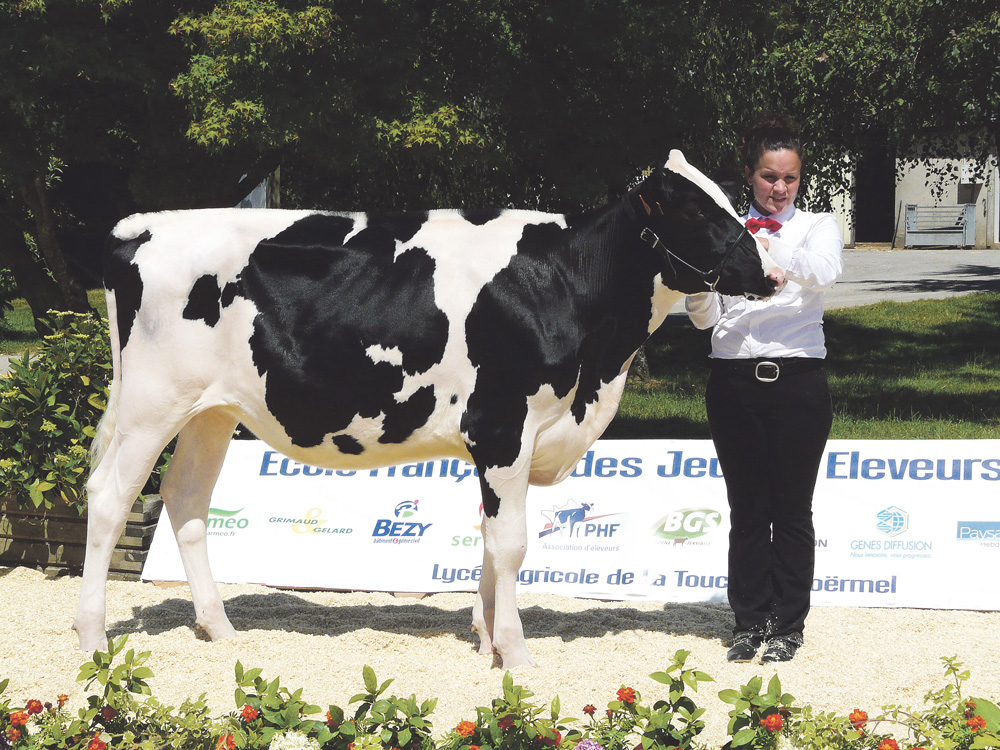 concours-genisses - Illustration Le Show génisses réunit  38 éleveurs à Grand-Champ