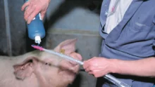 insemination-porcine