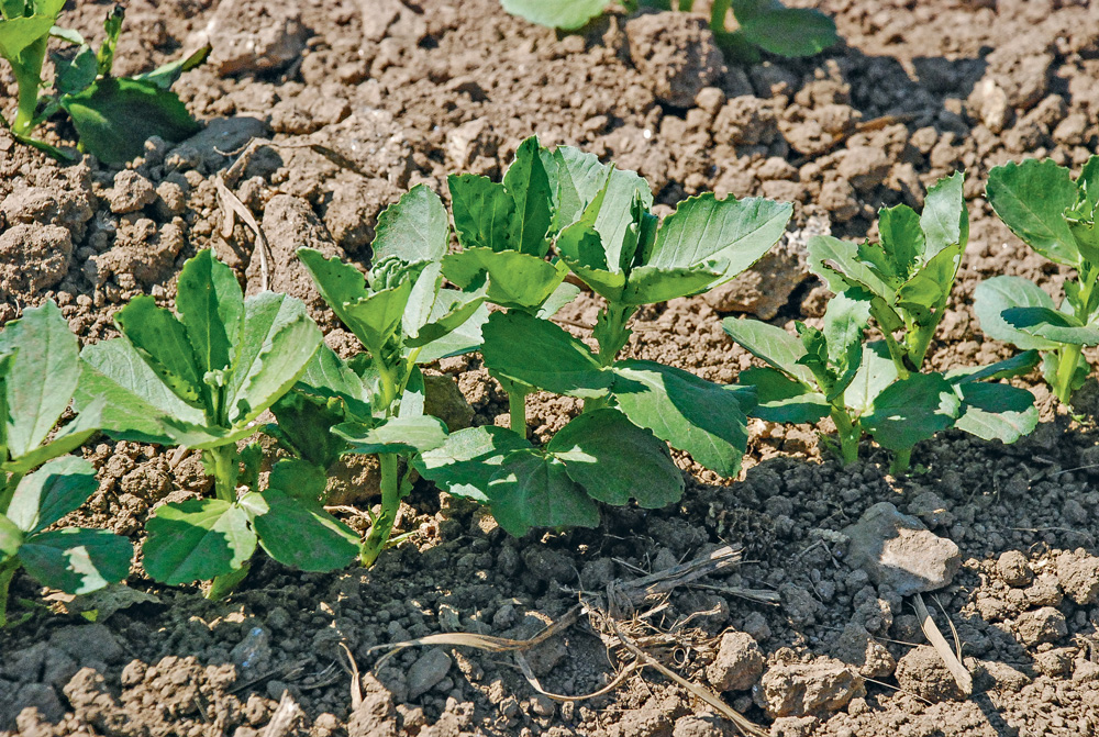 legumineuse-plante-proteines - Illustration Légumineuses : Relance de la course aux protéines