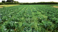 methode-production-chou-fleur