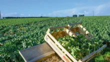 production-chou-fleur-bretagne