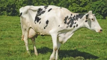 vache-boiterie-pieds