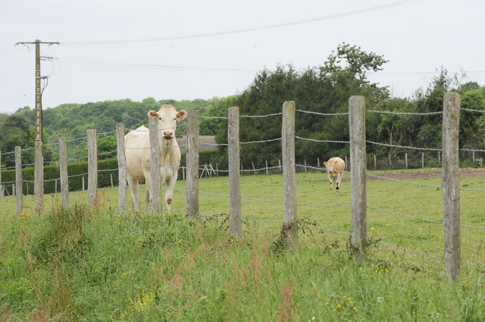 viande-bovin-fnb - Illustration Bovin : L’indicateur steak haché pour faire la police