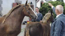 concours-departementale-cavale-d-automne-2014-haras-lamballe