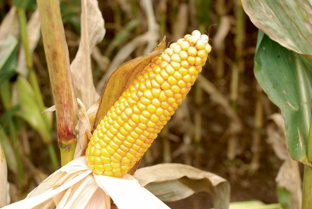 epi-mais - Illustration Le maïs peut être trompeur