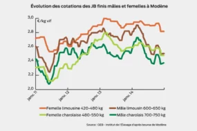 evolution-marche-taurillons