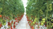 fdsea-soutient-producteur-tomate-edf