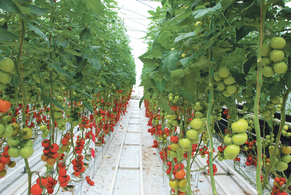 fdsea-soutient-producteur-tomate-edf - Illustration FDSEA : soutien un producteur de tomate, en conflit avec EDF