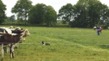 formation-dressage-chien-troupeau