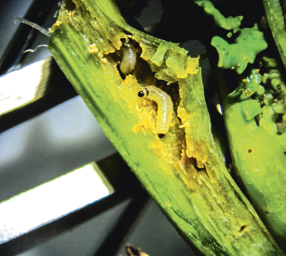 larves-altise-colza - Illustration Observer les larves de ravageurs