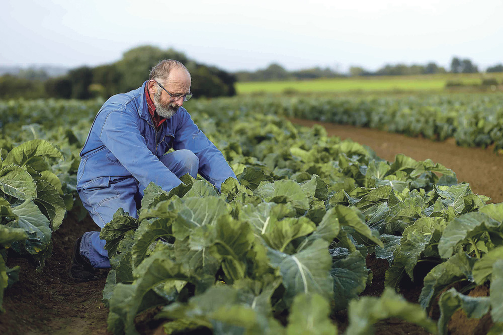 pierre-bihan-poudec-producteur-legume-evolution-agricole - Illustration Les grands enjeux de l’évolution agricole