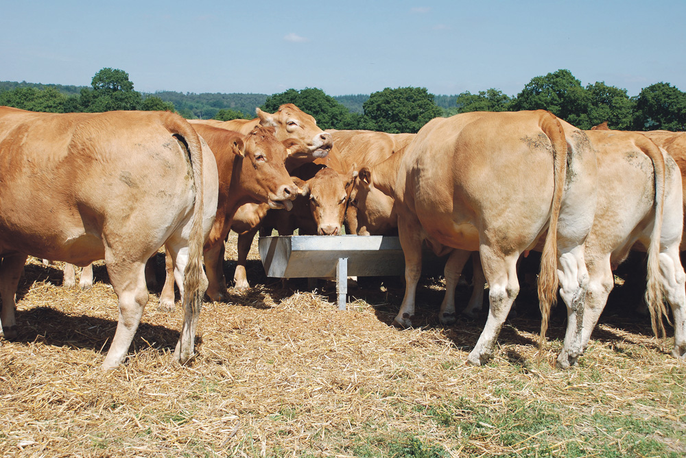 production-viande-bovine-performance-animale - Illustration Viande bovine : l’intensification comme levier de rentabilité