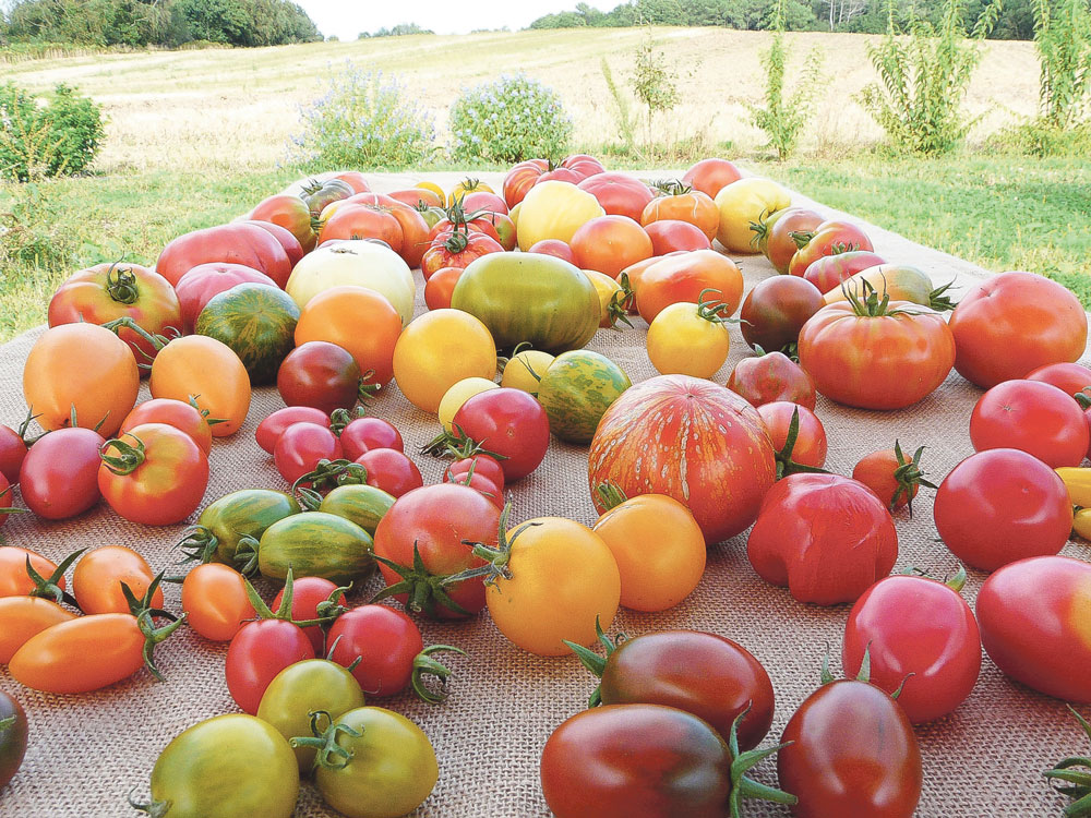  - Illustration Des tomates de toutes les couleurs aux Jardins de Kerhan