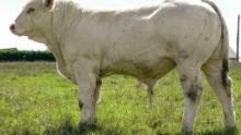 Lancelot-charolais