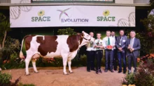 concours-bovin-space-2015-montbeliarde