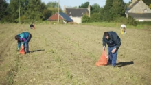 glanage-solidaire-fruit-legume-non-recolte-agriculteur-social