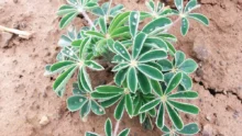 implantation-reussite-culture-lupin